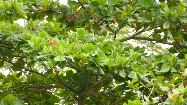 Mooie Scarlet Macaw Vliegen Weg Het Voeden Boom Met Grote — Stockvideo