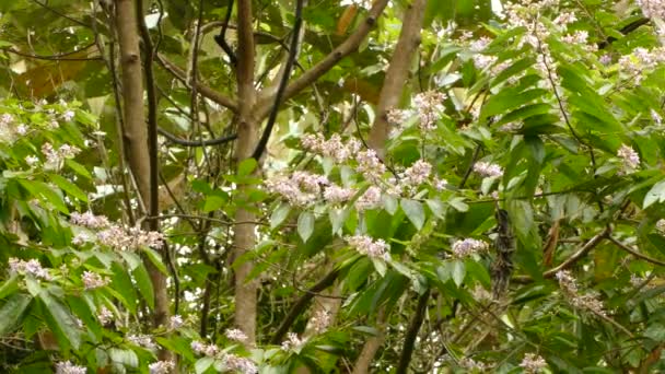 Honingkruiper Type Vogel Drinken Nectar Uit Kleine Licht Roze Bloemen — Stockvideo