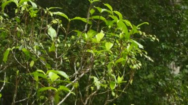 Kuş ısırığı gibi küçük ispinoz yapraklı yapraklı doğal düzende.