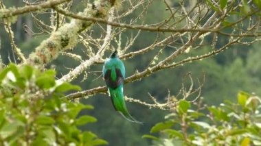 Güzel uzun kuyruklu Quetzal Trogon tipi bir kuş dönüyor ve kalkıyor.