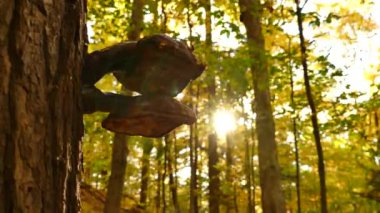 Sonbaharda ağaçta güzel sonbahar ormanları ve mantarlar