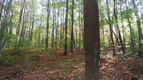 Caméra glissante passe près de l'arbre tout en avançant dans une forêt à l'automne 