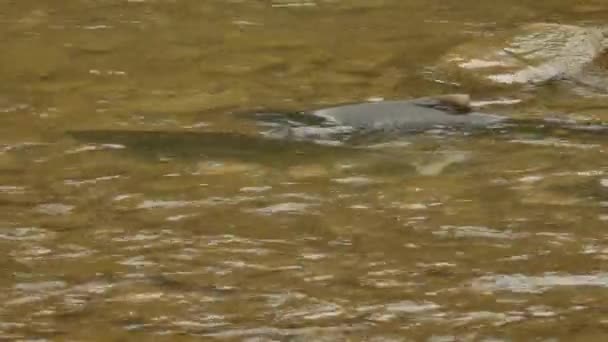 Acqua Marrone Torbida Ospita Salmone Riproduttore Che Nuotano Posizione Contro — Video Stock