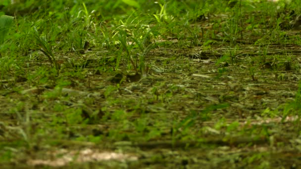 Petit oiseau marchant sur le sol de la jungle tout en balançant sa queue de haut en bas 