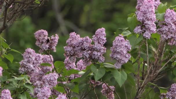 Abejorro Forrajeando Pequeños Arbustos Flor Lila Primavera — Vídeos de Stock