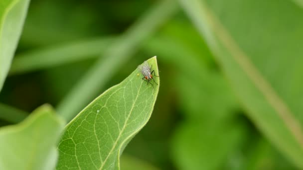 Perfectly Immobilised Fly Rests End Green Leaf Blurry Grass Back — Stock Video