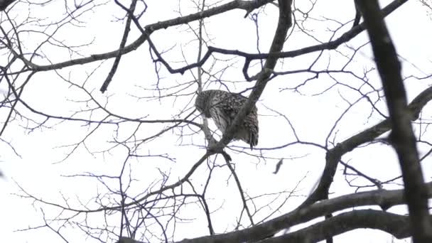 Due Tiri Molto Lisci Che Mostrano Barred Owl Appollaiato Inverno — Video Stock