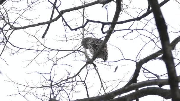 Twee Zeer Soepele Kantelbare Schoten Met Gestreepte Uil Winter — Stockvideo