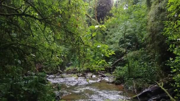 Escalada Río Arriba Con Grandes Árboles Que Crecen Ambos Lados — Vídeos de Stock