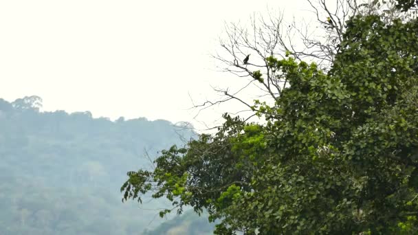 Coppia Keel Billed Toucan Arroccato Con Montagna Sullo Sfondo — Video Stock