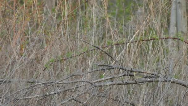 Les prairies sèches abritent la paruline de palmier au printemps canadien 