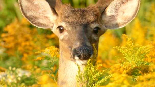 中心クローズアップショットの鹿を直接カメラの中に柔らかい太陽 — ストック動画