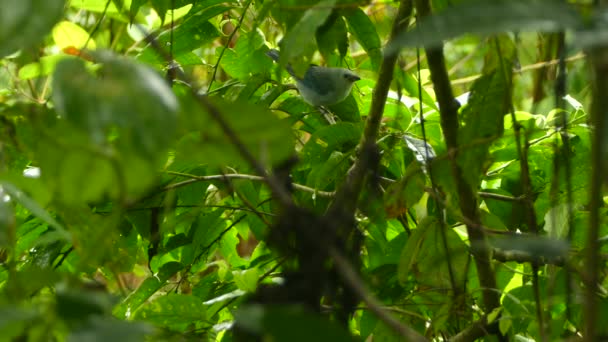 Blaugrauer Tanager Versteckt Sich Unterholz Des Dschungels Während Ein Anderer — Stockvideo