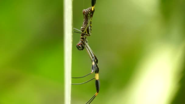 網の上にぶら下がっているクモの完璧な側面図 — ストック動画