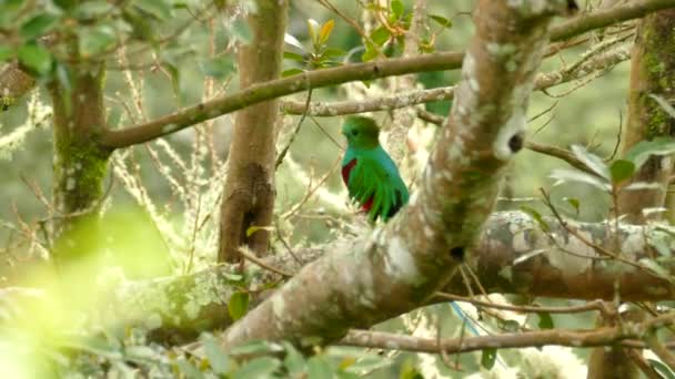 Vue latérale d'un oiseau exotique mystique Quetzal perché dans un arbre au vent léger 
