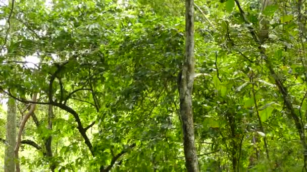 Vacker Fågel Flyger Naturlig Bakgrund — Stockvideo