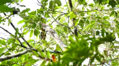 Panama 'da ağaçta güzel yakalı Aracari