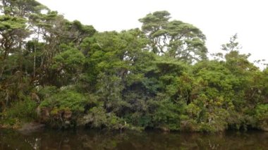 Orta Amerika 'daki göleti çevreleyen yemyeşil tropikal ağaçların çekimleri