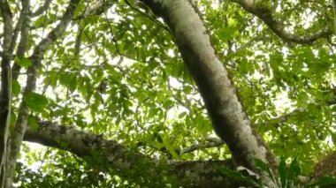 Bir çift Geoffroy 'un tamarini yağmur ormanlarının tavanında koşuyor ve zıplıyor