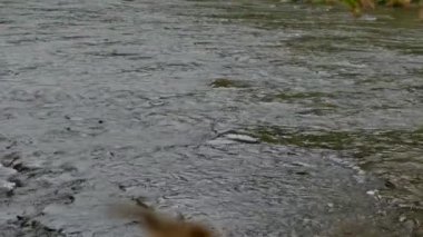 Yazın akıntıya karşı yüzen somon balıklarıyla dolu geniş bir nehir manzarası.