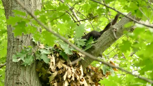 Large Black Squirrel Carrying Evergreen Leaves Nesting Material Tree Fork — Stock Video
