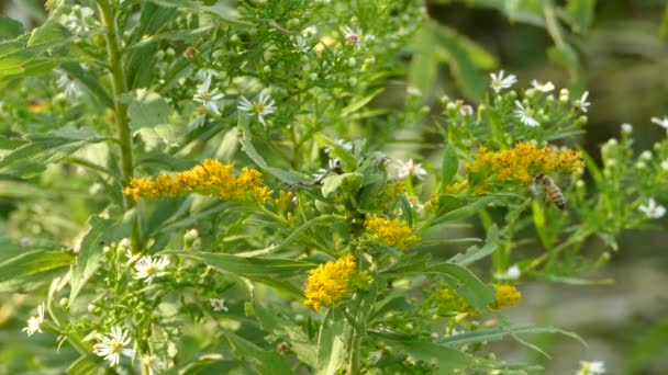 Бджола Літає Від Жовтих Квітів Інших Квітів Дикому Канадському Полі — стокове відео
