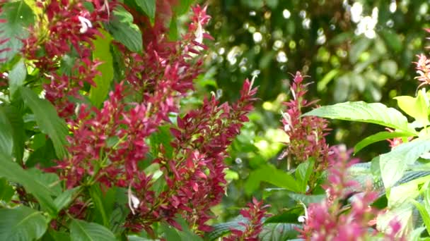 Prächtige Exotische Weibliche Honigfliegenvogel Hüpft Auf Rosa Blume — Stockvideo