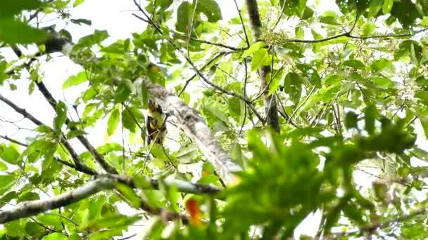 Vacker Krage Aracari Träd Panama — Stockvideo