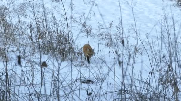 Lis Spacerujący Zaśnieżonym Polu Suchymi Gałązkami Przed Siedzeniem Śniegu Aby — Wideo stockowe