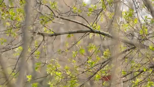 Βόρειος Καρδινάλιος Ανεβαίνει Ένα Δέντρο Μικρά Φρέσκα Φύλλα Μεγαλώνουν — Αρχείο Βίντεο