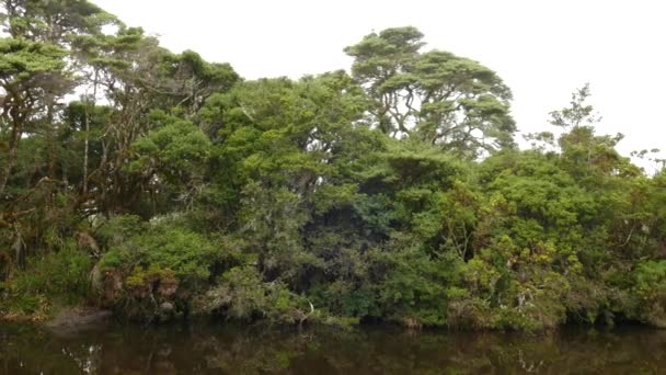 Pan Shot Lush Tropical Trees Surrounding Pond Central America — Stock Video