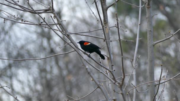 Червонокрилий Чорний Птах Застряг Час Ідеальним Розмитим Тлом — стокове відео