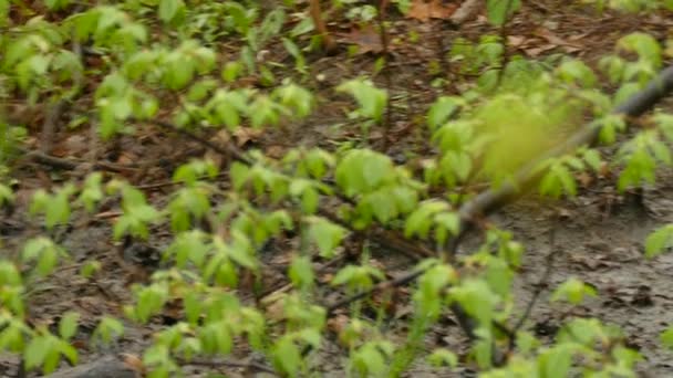 Art Der Walddrossel Vogelfutterboden Auf Dem Boden Von Mischwäldern — Stockvideo