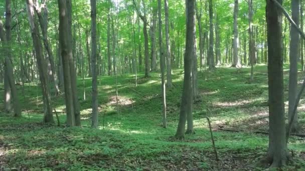 Bella Passeggiata Attraverso Albero Latifoglie Canadese Foresta Decidua — Video Stock