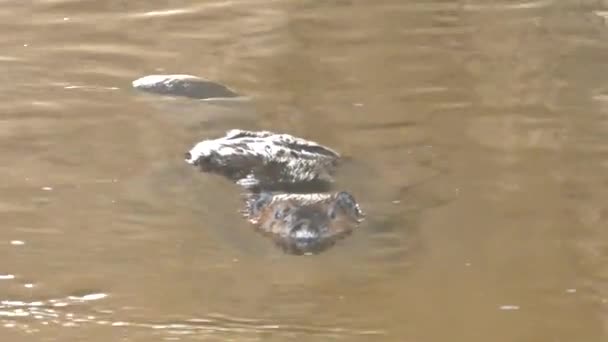 Castor Curioso Nadando Río Iluminado Por Luz Del Día — Vídeo de stock