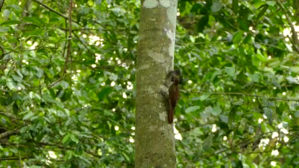 Woodcreeper Pájaro Sosteniendo Matando Fresca Presa Polilla Que Está Vivo — Vídeos de Stock