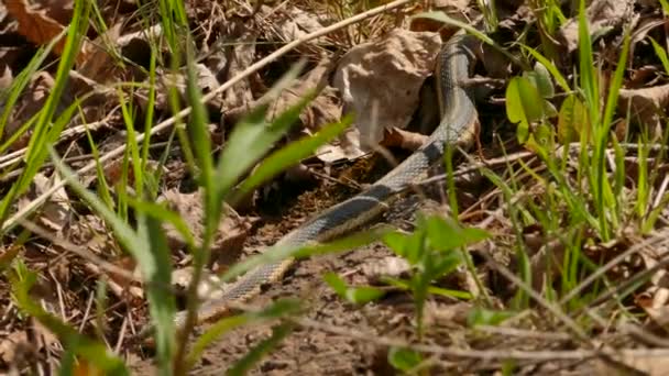 Garter Snake Crawling Forward Thru Leaves Viewer Early Spring — Stock Video