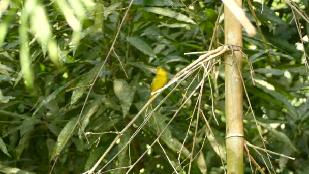 Pássaro Amarelo Brilhante Possível Mulher Tanager Empoleirado Bambu Voando Fora — Vídeo de Stock