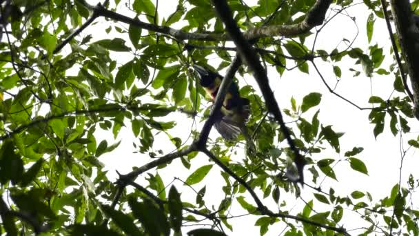 Gebogen Aracari Neergestreken Brede Bladboom — Stockvideo