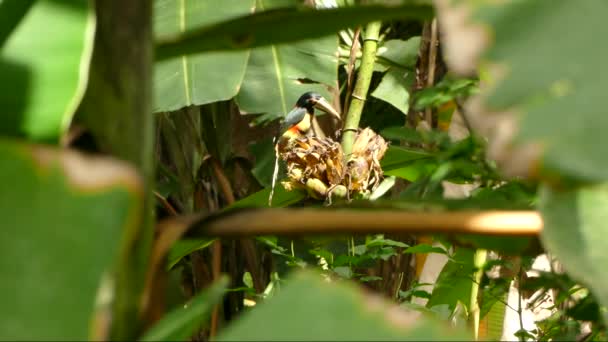 Auffälliger Arakari Tukan Landet Auf Pflanze Und Schreckt Blauen Vogel — Stockvideo
