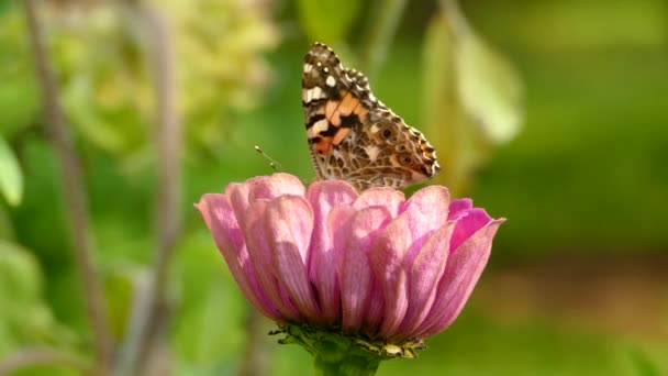 蝶の休息と羽ばたき翼上にかなりピンクの花 — ストック動画