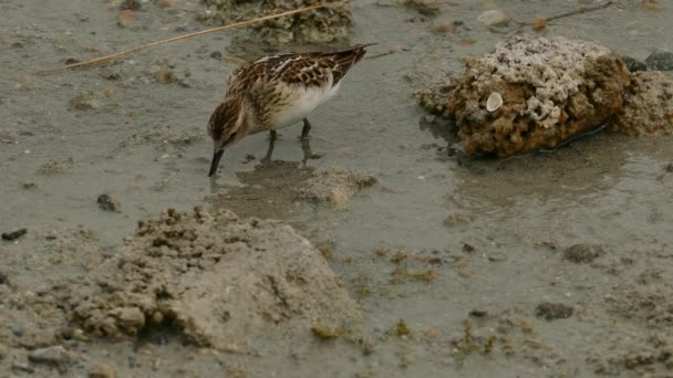 Least Sandpiper Bird Plunging Bill Wet Sand Search Food — Stock Video