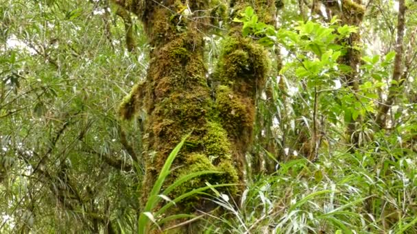 Moss Covererd Tree Growing Other Types Dense Vegetation — Stock Video