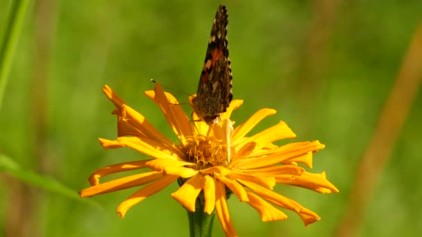 Ήλιος Λάμπει Απευθείας Στο Λουλούδι Πεταλούδα Αυτό Κίτρινα Μακριά Πέταλα — Αρχείο Βίντεο
