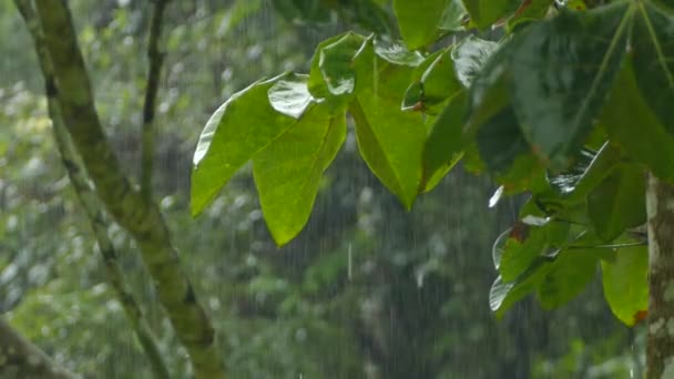 Heavy Tropical Rainfall Leaves Focus Blurry Background — Stock Video