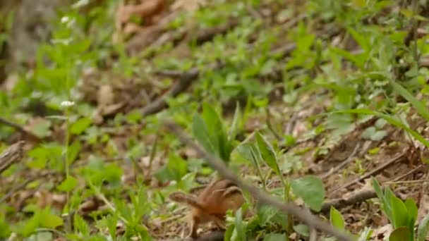 Красивая Бурундук Улетает Чистом Лесу Весной Возле Большого Ствола Дерева — стоковое видео