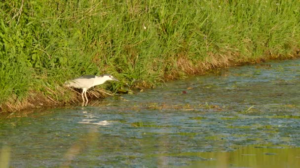 Black Crowned Night Heron Taking Early Evening Soft Sun Light — Stock Video