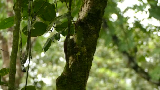 Εντοπίστηκε Ένας Ξυλοκόπος Ανεβαίνει Ένα Δέντρο Μια Πολυσύχναστη Ζούγκλα Του — Αρχείο Βίντεο