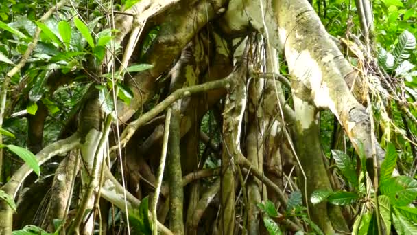 Spectacular Roots Formation Foundation Large Tropical Tree — Stock Video