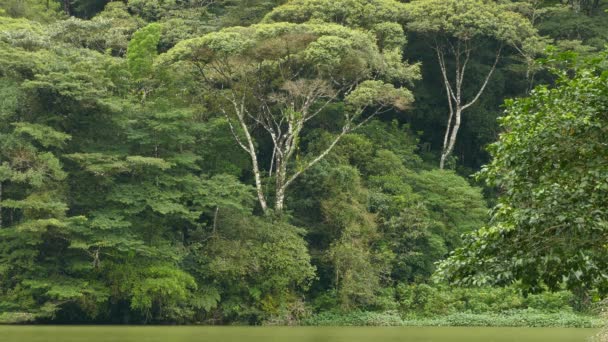Rivage spectaculaire d'un lac tropical créant de grands arbres matures à cultiver dans la jungle 